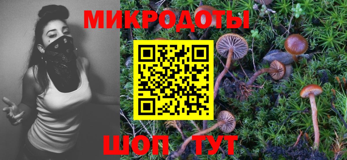 Псилоцибиновые грибы Psilocybe Будённовск